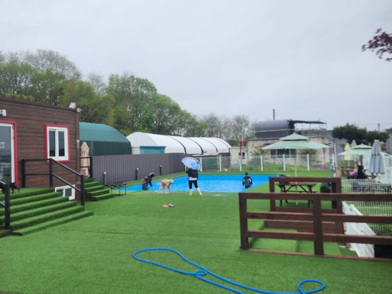 [초급매]파주 약1000평 애견카페 양도양수(수영장,호텔,유치원)